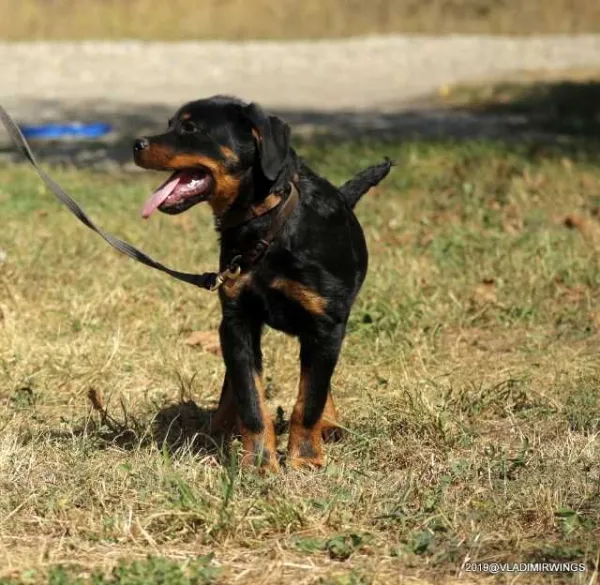 Rottweiler Caini, Talie Mare, Parinti arbitrati - Imaginea 6