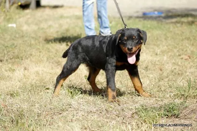 Rottweiler Caini, Talie Mare, Parinti arbitrati - Imaginea 7