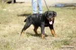 Rottweiler Caini, Talie Mare, Parinti arbitrati - Miniatura 7