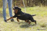 Rottweiler Caini, Talie Mare, Parinti arbitrati - Miniatura 8