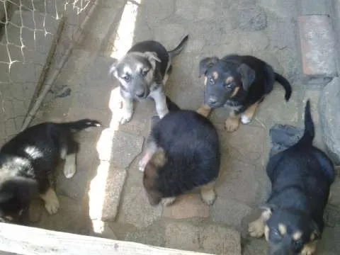 Vand urgent pui (fetite) metis lup - Imaginea 4