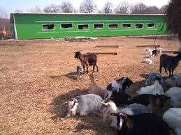 FERME DE ANIMALE  GERMANIA/1000 EURO