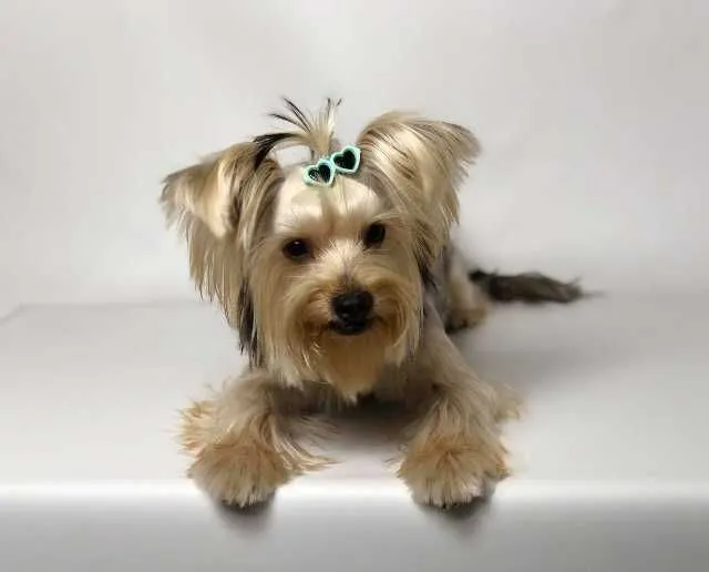Coafor canin va ofera programare garantata in maxim 3 zile - Imaginea 1