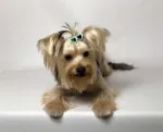 Coafor canin va ofera programare garantata in maxim 3 zile - Miniatura 1