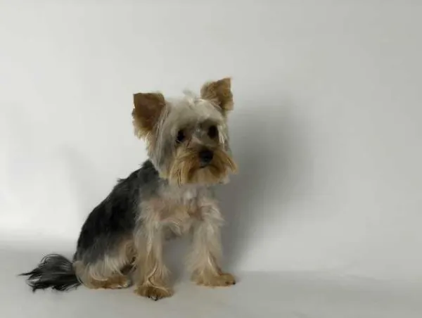 Coafor canin va ofera programare garantata in maxim 3 zile - Imaginea 2