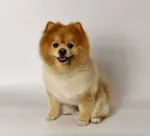 Coafor canin va ofera programare garantata in maxim 3 zile - Miniatura 3