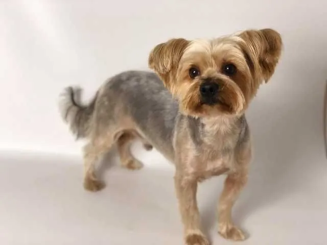 Coafor canin va ofera programare garantata in maxim 3 zile - Imaginea 6