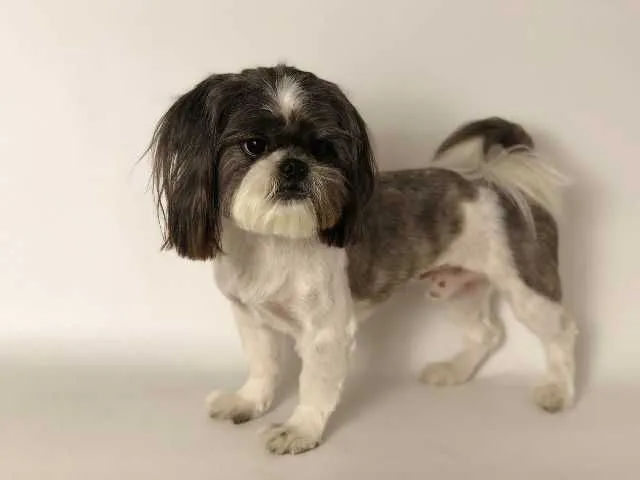 Coafor canin va ofera programare garantata in maxim 3 zile - Imaginea 7