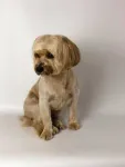 Coafor canin va ofera programare garantata in maxim 3 zile - Miniatura 10