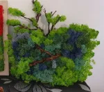 aranjament cu licheni - Miniatura 2