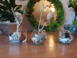 aranjament cu licheni in sticla - Miniatura 1