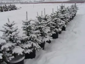 plantat brazi germania
