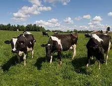 Locuri de munca in agricultuta Germania - Imaginea 1
