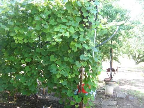 vind casa taraneasca recent renovata 1800mp livada pe rod 70km bucuresti - Imaginea 4