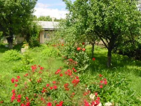 Vand casa in Panciu s=250mp complet functionala , 3000mp curte cu livada sau schimb cu apartament Focsani - Imaginea 5