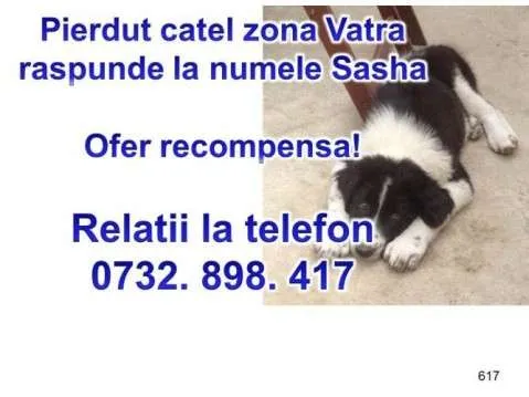 Pierdut catel - Imaginea 1