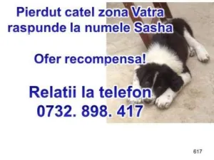 Pierdut catel