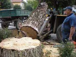 Angajam muncitori in domeniu forestier pentru Germania
