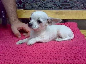 Vand catei Chihuahua albi superbi !!