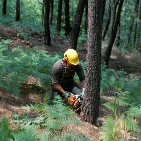 Joburi in domeniul forestier Germania - Imaginea 1
