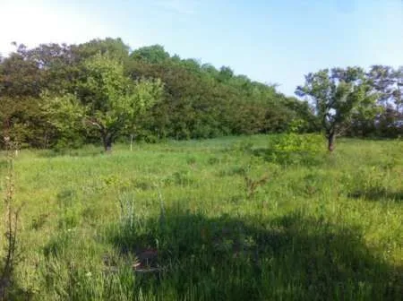 Vand / schimba cu apartament 5000 m livada zona Tomesti / Podul Vatafului - Imaginea 2