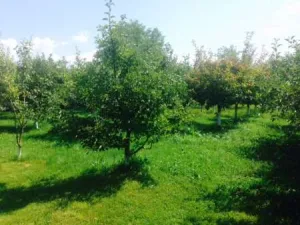 Vand vila cu livada in Pucioasa