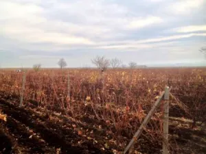 Vand teren cu vie localitatea Persunari, Gura Vadului, langa Mizil
