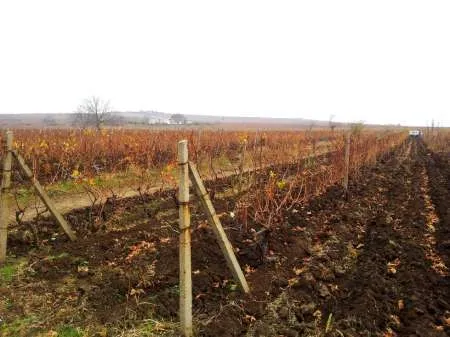 Vand teren cu vie localitatea Persunari, Gura Vadului, langa Mizil - Imaginea 3