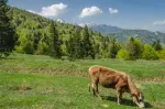 munte,cazare munte, cazare predeal,predeal,brasov, cazare brasov,cabana,pensiuni predeal,moieciu,bran,rasnov,cazare rasnov, ceta - Miniatura 1