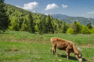 munte,cazare munte, cazare predeal,predeal,brasov, cazare brasov,cabana,pensiuni predeal,moieciu,bran,rasnov,cazare rasnov, ceta