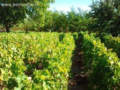 Vand sau Schimb 2 parcele vie nobila Tomesti / Dealul Doamnei - Imaginea 1