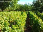 Vand sau Schimb 2 parcele vie nobila Tomesti / Dealul Doamnei - Miniatura 1