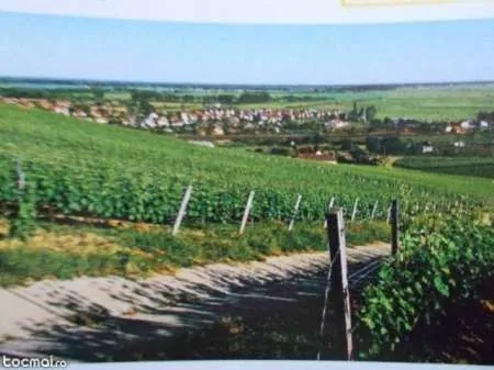 Vand sau Schimb 2 parcele vie nobila Tomesti / Dealul Doamnei - Imaginea 2