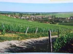 Vand sau Schimb 2 parcele vie nobila Tomesti / Dealul Doamnei - Miniatura 2