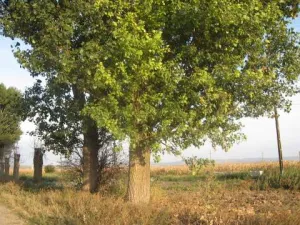 vanzare  teren