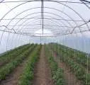 solarii ieftine pt agricultura - Imaginea 1