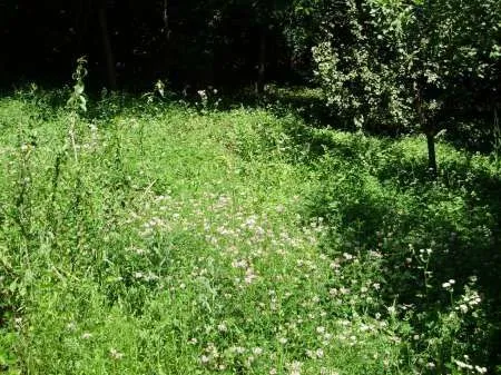 Teren localitatea Mierea cu liziera de padure [ 522] - Imaginea 2