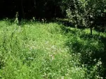 Teren localitatea Mierea cu liziera de padure [ 522] - Miniatura 2