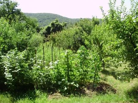 Teren localitatea Mierea cu liziera de padure [ 522] - Imaginea 3