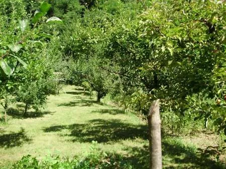 Teren localitatea Mierea cu liziera de padure [ 522] - Imaginea 4