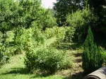 Teren localitatea Mierea cu liziera de padure [ 522] - Miniatura 6