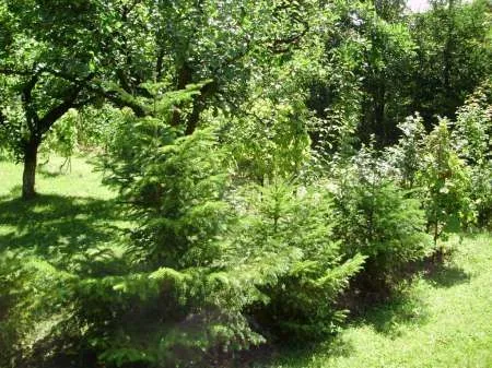 Teren localitatea Mierea cu liziera de padure [ 522] - Imaginea 7