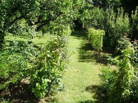 Teren localitatea Mierea cu liziera de padure [ 522] - Imaginea 8