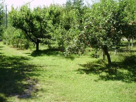 Teren localitatea Mierea cu liziera de padure [ 522] - Imaginea 9