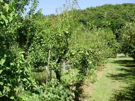 Teren localitatea Mierea cu liziera de padure [ 522] - Imaginea 12