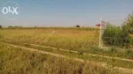 Teren intravilan ideal pentru constructie 1012 metri patratii - Miniatura 1