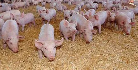 Castiga de la 1400 E in Germania in ferme - Imaginea 1