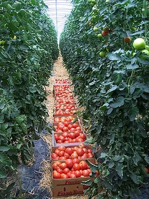 solarii ieftine pt agricultura - Imaginea 1