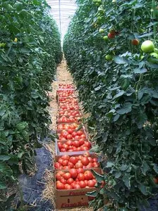 solarii ieftine pt agricultura