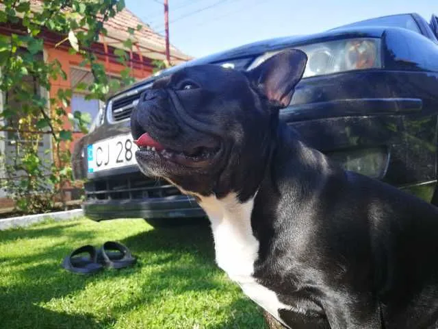 Ofer spre imperechere mascul buldog francez - Imaginea 1